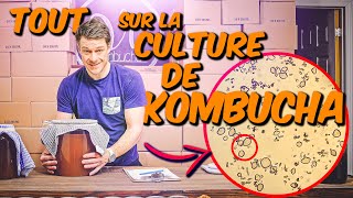 quotStarterquot ou SCOBY Tout savoir sur la CULTURE de Kombucha [upl. by Jordanson]