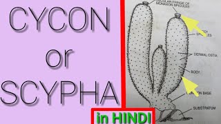 CYCON in HINDI Full Introduction Representative Animals of Phylum  Porifera  SCYPHA [upl. by Nueormahc]