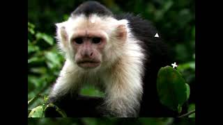 Capuchin monkey Cebus capucinus Often used in movies and TV shows [upl. by Hammerskjold408]