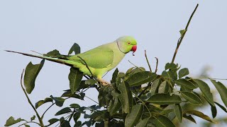 Birding Sri Lanka Part 2 [upl. by Okihsoy54]