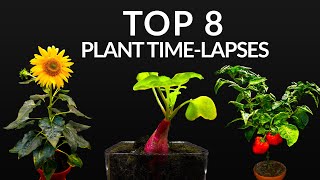 384 Days in 8 Minutes  TOP 8 Plant Growing Timelapses [upl. by Sirej]