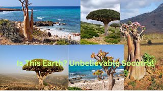 Exploring the Mystical Socotra Island Yemen [upl. by Yrome]