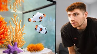 AMAZING Saltwater Fish Room Tour [upl. by Anerres]