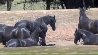 New The most exciting this year Who is this Amazing  Friesian Horses [upl. by Kirwin22]