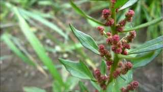 Strawberry Blite Chenopodium Capitatum Blitum Capitatum  20120902 [upl. by Mloclam]