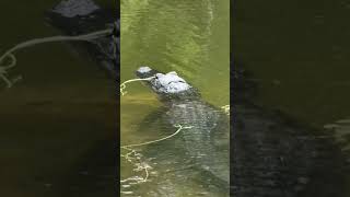 An Alligator Resting Along The Waters Edge In The Florida Everglades shorts [upl. by Katlin]