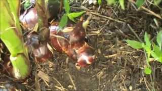 Harvest amp How to Cook Queensland Arrowroot  Canna Panfried [upl. by Bouchier]