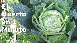 Como Plantar Coles Repollo Paso a Paso con Éxito 👩‍🌾👨‍🌾 Huerto Urbano en 1 minuto [upl. by Anilac]