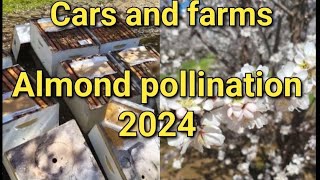 almond pollination 2024 bee beekeeper almond pollination California bees honey carsandfarms [upl. by Balthazar]