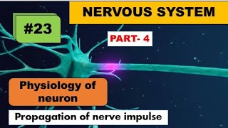 Propagation of nerve impulse [upl. by Emmit287]