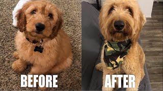 Bobo Growing Up Mini Goldendoodle Puppy 8 weeks to 1 year old [upl. by Aw]