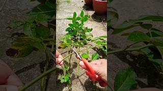 How to cutting and propagate rose flower plant shorts [upl. by Needan]