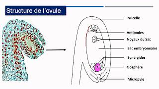 Comment se forment les gametes femelles chez les angiospermes [upl. by Vyse]