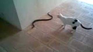 Cat vs Snake [upl. by Ahsiuqel679]