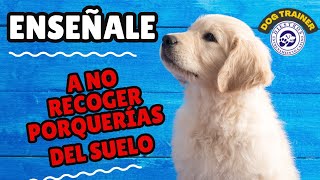 Enseña a tu perro a NO recoger cosas del suelo Solución Fácil [upl. by Ahtabbat]