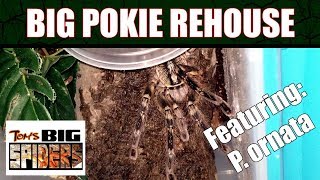 Large Poecilotheria Rehousing ft P ornata [upl. by Callan752]