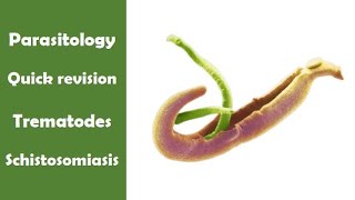 Quick revision  Schistosomiasis  Trematodes  Parasitology  ID2  Adham saleh [upl. by Suirtimid]