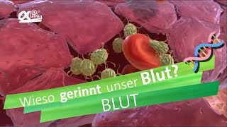 Blutgerinnung  alpha Lernen erklärt Biologie [upl. by Nicolis847]