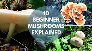 Mushroom Foraging for Beginners [upl. by Atinrahc95]