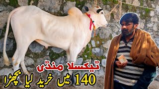 Today Taxila Mandi Latest Update 23 February 2024  Domail Mandi K Fatehjangi Bulls [upl. by Crescantia929]