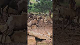 BIGHORNS ON THE MOVE nature wildlife [upl. by Krause510]