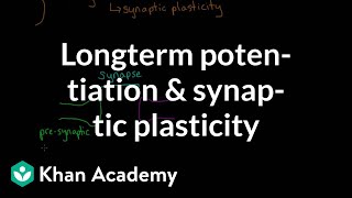 Long term potentiation and synaptic plasticity  Processing the Environment  MCAT  Khan Academy [upl. by Femmine848]