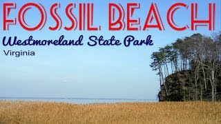 Hike to Fossil Beach at Westmoreland State Park near Montross Virginia [upl. by Anohs127]