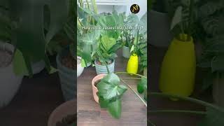 how to get more fenestration in your monstera delicious shortvideo viral gardening garden [upl. by Almond]