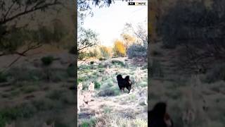 Tibetan Mastiff vs Pack Of Wolfs shorts ytshorts viralshorts [upl. by Uase]