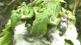 Forest Green Tree Frog モリアオガエル Rhacophorus arboreus [upl. by Eisdnyl]