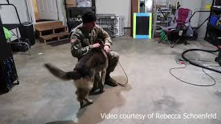 Retired military dog reunited with handler after five years [upl. by Armin380]