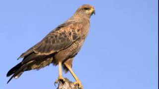 Aguilucho Colorado Cantando Sonido para Llamar El Mejor [upl. by Nahta869]