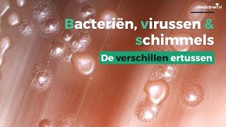 De verschillen tussen bacteriën virussen en schimmels [upl. by Bluefield849]