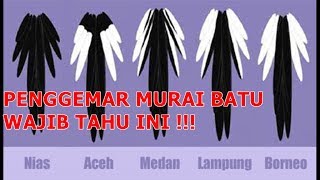 Membedakan Murai Batu Dilihat Dari Ekornya [upl. by Nnahgaem]