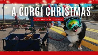 Magical CORGIS at CHRISTMAS Parade Bringing HOLIDAY Happiness  Camarillo Christmas Parade 2023 [upl. by Enelec953]