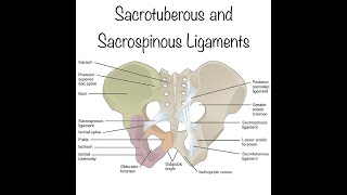 The sacrotuberous ligament and sacrospinous ligament Origin and insertion and functions [upl. by Hillyer]