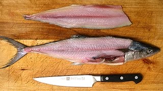 How to Fillet a Fish [upl. by Sicular855]