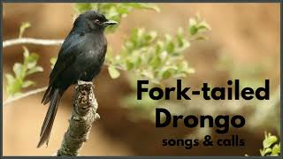 FORKTAILED DRONGOS wide variety of calls songs and mimicry [upl. by Lehcer]