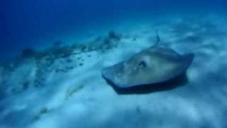 How to tip up a Giant Sting Rays [upl. by Notlih]