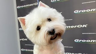 Unleashing Your Westies Beauty  A Guide to Pet Grooming [upl. by Lark910]