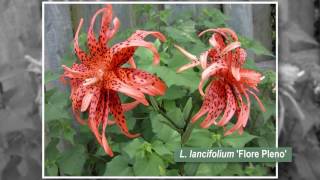 What Are the Different Types of Lilies [upl. by Hannan]