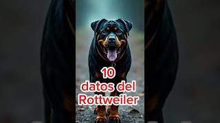 10 cosas que no sabías sobre los Rottweiler [upl. by Osher]