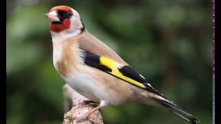 Stieglitz Ruf Carduelis carduelis [upl. by Ader]