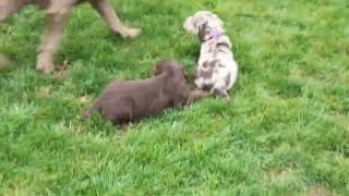 Labradoodle Puppies For Sale [upl. by Yenruoj]