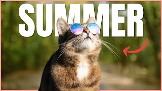 TOP Tips For Keeping Your Cat Cool In Summer 🔥 [upl. by Aifos]