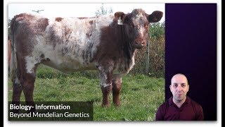 KBio Information 9 Extensions to Mendelian Genetics [upl. by Sue]