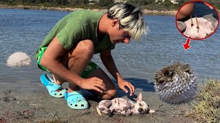 IL NOSTRO CAGNOLINO È STATO PUNTO DA UN PESCE PALLA È SVENUTO 😱😢 [upl. by Nayek]