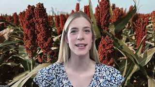 Kansas Sorghum Update  May 20 2024 [upl. by Bekah]