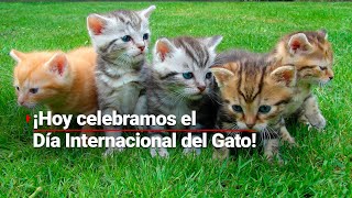 ¡DÍA DEL GATO Una y mil razones para amar y tener un mishi en casa [upl. by Leumas]