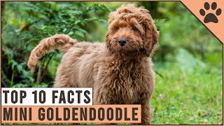 Mini Goldendoodle  Top 10 Facts [upl. by Drofnil]